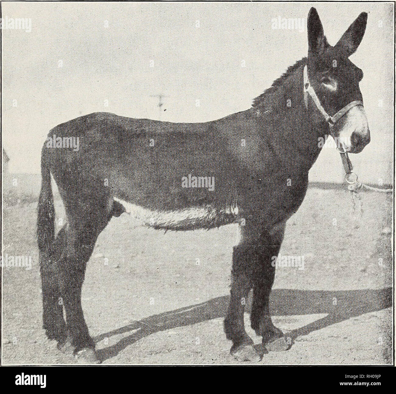 . Bulletin. Stallions; Horses. HORSE BREEDING IN MONTANA 5T brings his