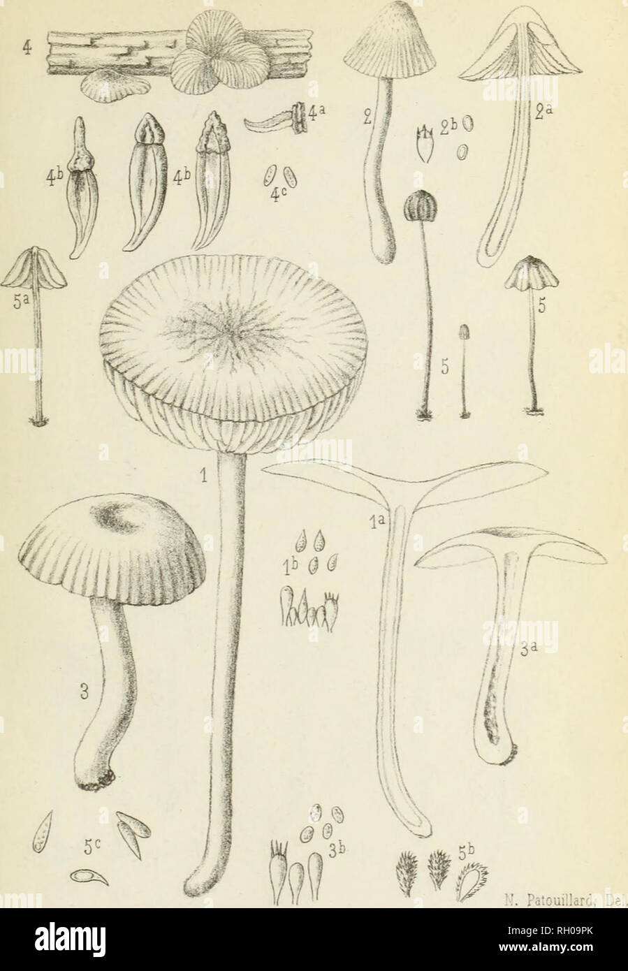 . Bulletin. Mycology; Fungi; Botany. BULL. DE LA SOC MTC. DE FRANGE PL. VIII.. 1. MYCENA ZAMURENSIS - î. MYCENA CANDIDISSIMA. 3. RUSSULA0RIN0CENSIS-4 PLEUROTUS CINEREO-ALBUS. 5. AKDROSACEUS LONGISPORUS.. Please note that these images are extracted from scanned page images that may have been digitally enhanced for readability - coloration and appearance of these illustrations may not perfectly resemble the original work.. Socie?te? mycologique de France. Epinal : Victor Collot Stock Photo