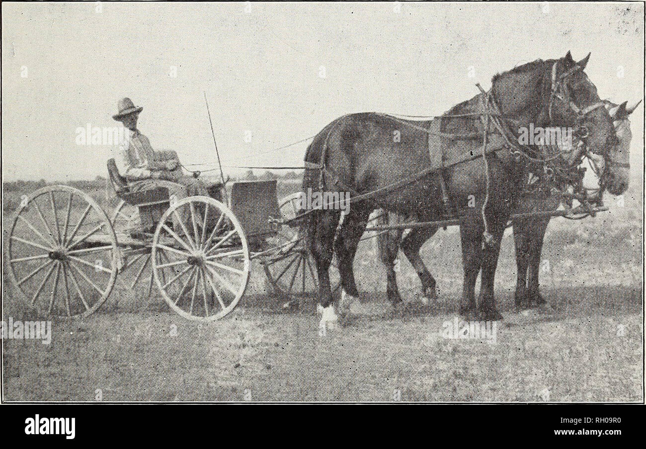 . Bulletin. Stallions; Horses. HORSEBREEDING IN MONTANA 33 Hopples are