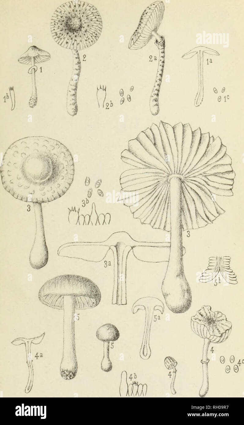 . Bulletin. Mycology; Fungi; Botany. BULL. DE LA SOC. MYC. DE FRANCE. PL. VI.. N. Patouillard, Del. 1. LEPIOTA CARMINEA — 2. LEPIOTA ZAMURENSIS. 3. LEPIOTA ALBICEPS. — 4. LEPIOTA DIFFRACTA. 5. OUDEMANSIELLA ORINOCENSIS.. Please note that these images are extracted from scanned page images that may have been digitally enhanced for readability - coloration and appearance of these illustrations may not perfectly resemble the original work.. Socie?te? mycologique de France. Epinal : Victor Collot Stock Photo