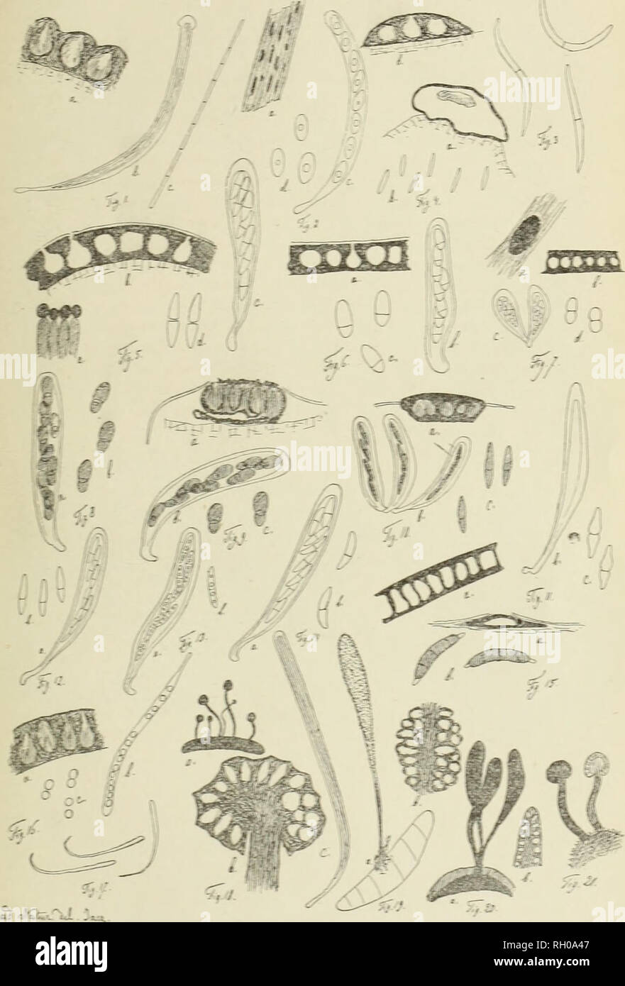 . Bulletin. Mycology; Fungi; Botany. BULL DE LA SOC HIC. DE FRANCE. T. H, PL. 117. i. L Ef.îihlœ typhina. - 2. Phyllachora graminîs. — 3. Phyllachora Podagrarè. — 4. Uazzantia Galli. — 5. Scr rhïa riiuosa — 6. Dothidella Cloii. — 7. Dothidella Ihoracella — 8. Dothidea Sambuci. — 9. Dothi.lea Samburi forma illî. is. — 10. Dothidea pnccinioides. — 11. Dothidea ribesia. — 12. Dothidea Berberidis — 1&amp; Dothidea inscalpia. — 14. Dothidea Hippophceo». — 15. Rhopographus pteridÉ. — 16. Hippocrea polvinata. — 17. Polystigma robrum. — 18. Claviceps pnrporea. — 19. Cordyceps militaris. — 20. ConJyc-p Stock Photo