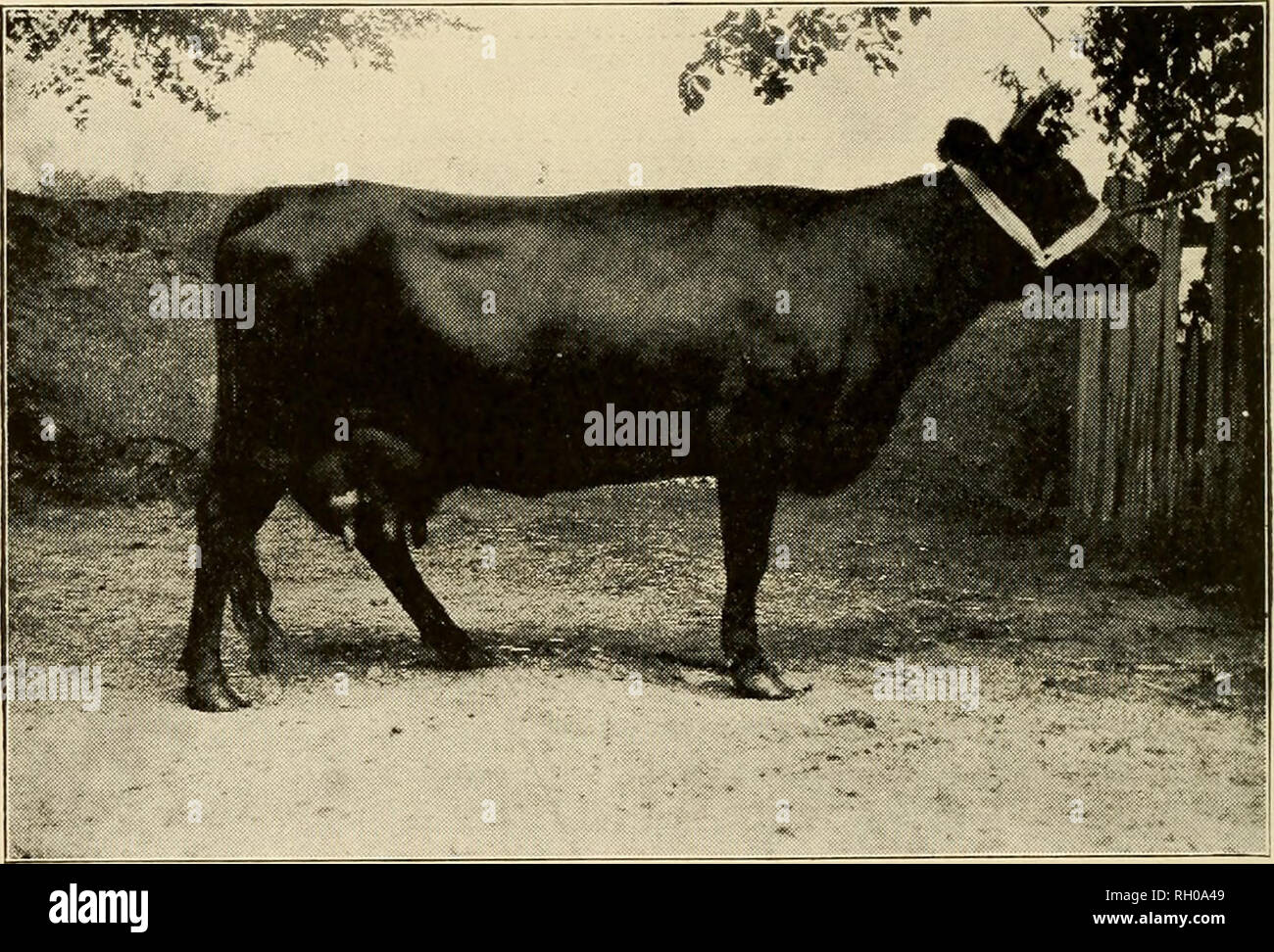 . Bulletin. Kerry cattle; Dexter cattle. and the large company which assembled at Walton Hall, Warrington, on Wednesday, March 19th, bore witness to the esteem in which this famous herd was held in the Kerry world. Among those present were Mr. T. Waite, vice president of the English Kerry and Dexter Cattle Society; Col. Lockhart-Ross, representing the Knight of Kerry; Mr. Beattie for the Duchess of Newcastle, and representatives of the Marquis of Lansdowne and Viscountess Castlereigh, Capt. Ames, Miss Robertson, Mr. Patrick Trope and Mr. R. Tait-Robertson from Ireland, Mr. Proctor, Mr. Skidmor Stock Photo