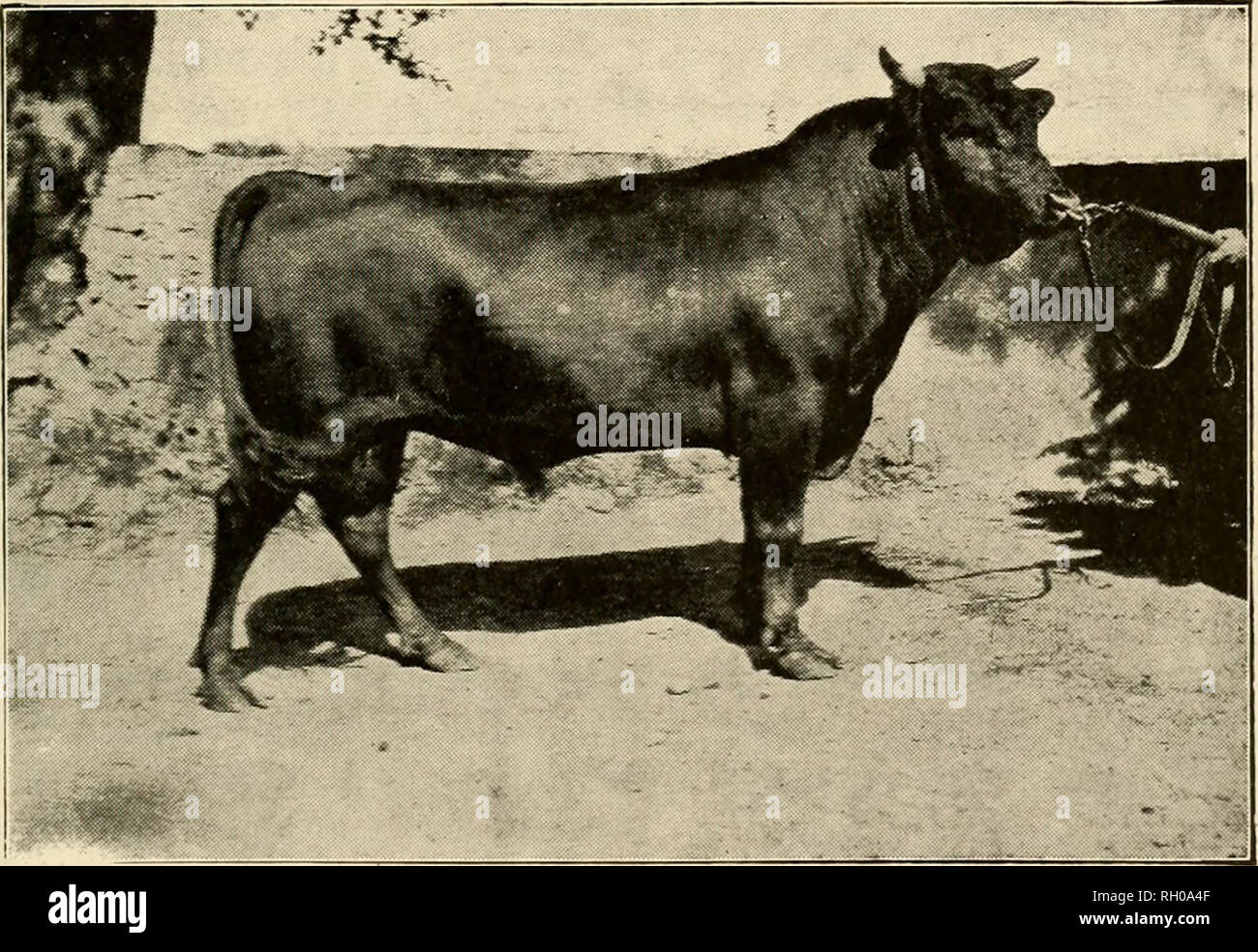 . Bulletin. Kerry cattle; Dexter cattle. in this country. Yet the cost