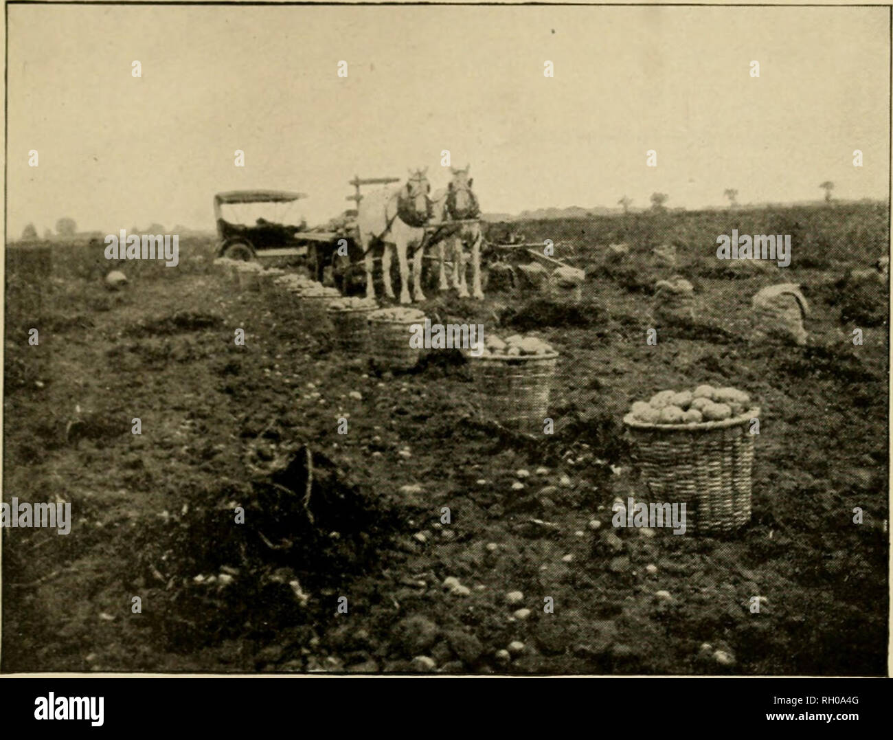 Y Pig Stock Photos Y Pig Stock Images Page 3 Alamy