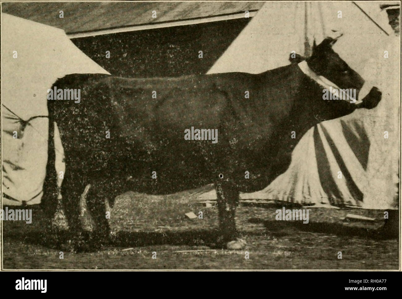 . Bulletin. Kerry cattle; Dexter cattle. -5- teats being