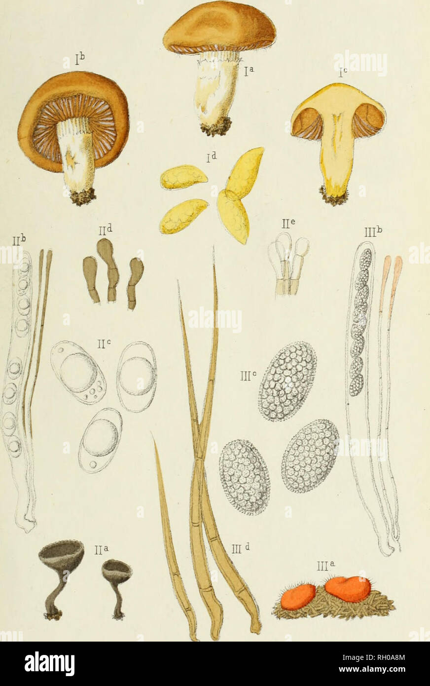 . Bulletin. Mycology; Fungi; Botany. BULLET. DE LA SOC. MTG. DE FRANGE T. XI. PL. II.. I. CORTINARIUS ALPINUS 3oud. II. HELVELLA (Lepiopodia) ALPESTRIS Boud. III. GILIARIA NIVALIS Boad.. Please note that these images are extracted from scanned page images that may have been digitally enhanced for readability - coloration and appearance of these illustrations may not perfectly resemble the original work.. Socie?te? mycologique de France. Epinal : Victor Collot Stock Photo