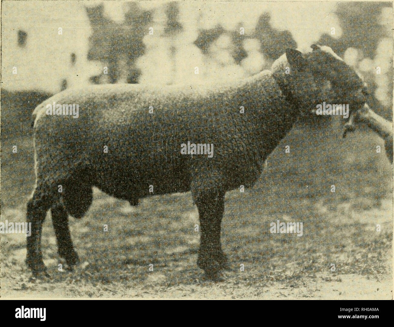 Animal excreta hi-res stock photography and images - Page 2 - Alamy Animal excreta hi-res stock photography and images - Page 2 - Alamy