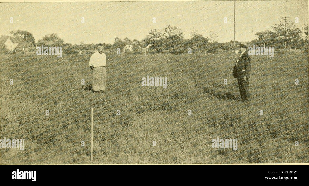 . Bulletin. Agriculture -- New Hampshire. Bulletin 271 April, 1933 FERTILIZER EXPERIMENTS ON &quot;RUN-OUT&quot; HAY LAND By FORD S. PRINCE, PAUL T. BLOOD, T. G. PHILLIPS and G. P. PERCIVAL. Heavily fertilized plot (MLNPK) on left, check plot on right, six years after seeding. New Hampshire Agricultural Experiment Station University of New Hampshire Durham, N. H.. Please note that these images are extracted from scanned page images that may have been digitally enhanced for readability - coloration and appearance of these illustrations may not perfectly resemble the original work.. New Hampshir Stock Photo