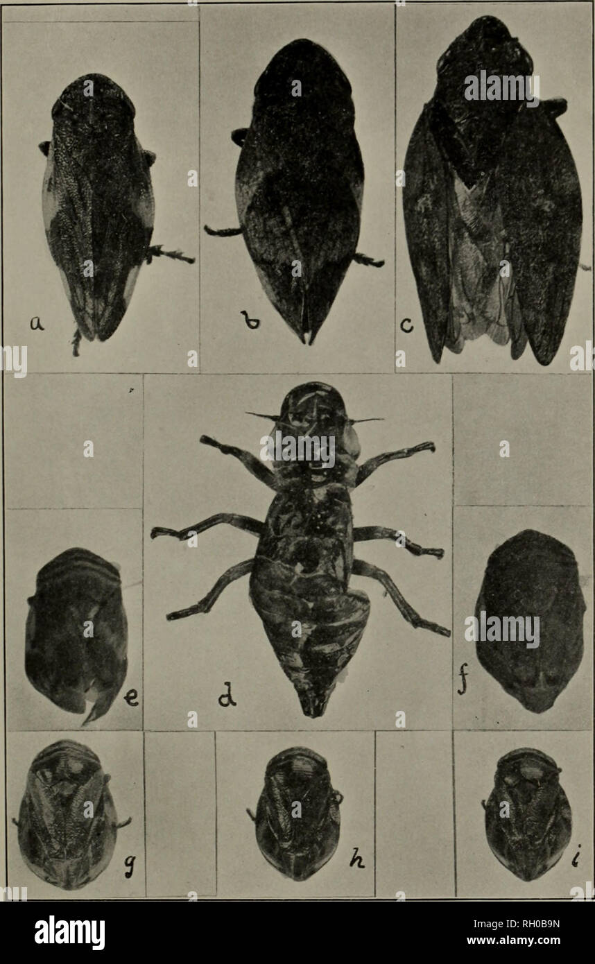 . Bulletin. Agriculture. Fig. 50. a, Aphrophora qiiadrinotata; h, Lepyronia quadrangularis; c, Aphrophora parallela; d A. parallela. Nymphal molt from last instar; Clastoptera obtusa Say; e, male; f, female; Clastoptcra proteus Fitch, g, female; h, i, two varieties of male. (Original.). Please note that these images are extracted from scanned page images that may have been digitally enhanced for readability - coloration and appearance of these illustrations may not perfectly resemble the original work.. Maine. Agricultural Experiment Station, Orono. [Orono. ] Stock Photo