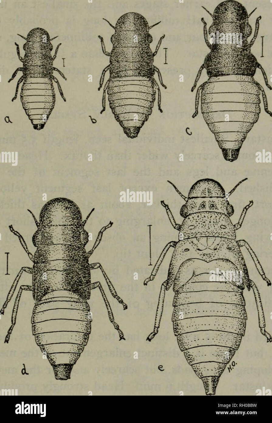 . Bulletin. Agriculture. LIFE HISTORIES OF FROGHOPPERS OF MAINE. 281. Fig. 41. Aphrophora parallela a, h, c, d, e, ist, 2nd, 3rd, 4th, 5th instars. All enlarged. (Original.) The earliest nymph collected in 1914 was a partly grown one secured by Mr. Newman June 19th, evidently representing the next to the last instar as all the later and larger nymphs showed a different color pattern. The date of Qgg hatching is there- fore uncertain, but is probably during the last of May or early in June. The nymphal growth must be fairly rapid as indi- viduals of the last instar occurred in early July and th Stock Photo