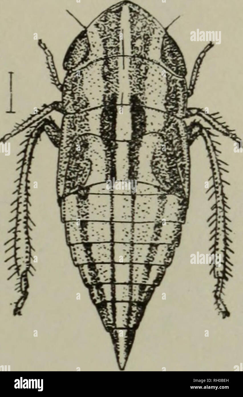 . Bulletin. Agriculture. Fig. 7. a, Draeculacephala angulifera, last instar nymph; b, Phlepsius apertus last instar nymi^h. (Original). Phlepsius apertus Van D. The larva referred to this species is quite broad, flattened and with a rather strongly produced vertex. The color is light clay to whitish and there are two broad stripes on the vertex about equally wide on the prothorax, narrower on the meta- thorax and extended as narrow lines on the abdomen to the terminal segment. They are lighter than the vertex, black on the meso- and meta-thorax and abdomen. A broad marginal stripe covers the s Stock Photo