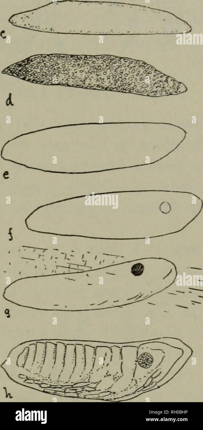 Bulletin Agriculture Fig I Cicadula Sexnotata Eggs A Oat Stem And Blade Showing Points Of Egg Deposition X And Feeding Punctures Y B Eggs As Seen In Plant Tissue C Egg