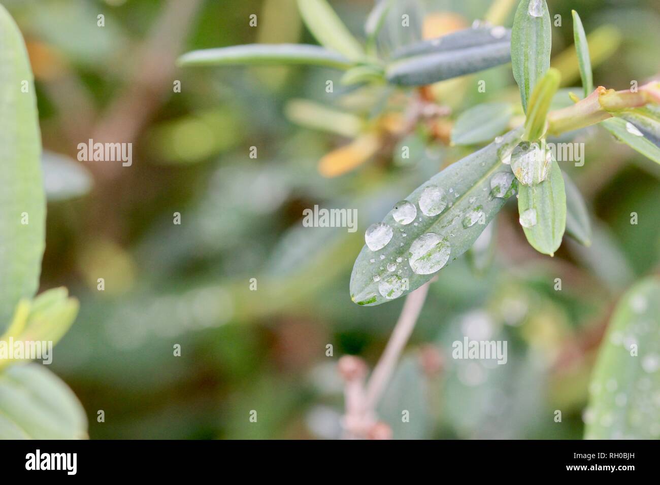 Water Drops on a Little Leaf, Macro Stock Photo