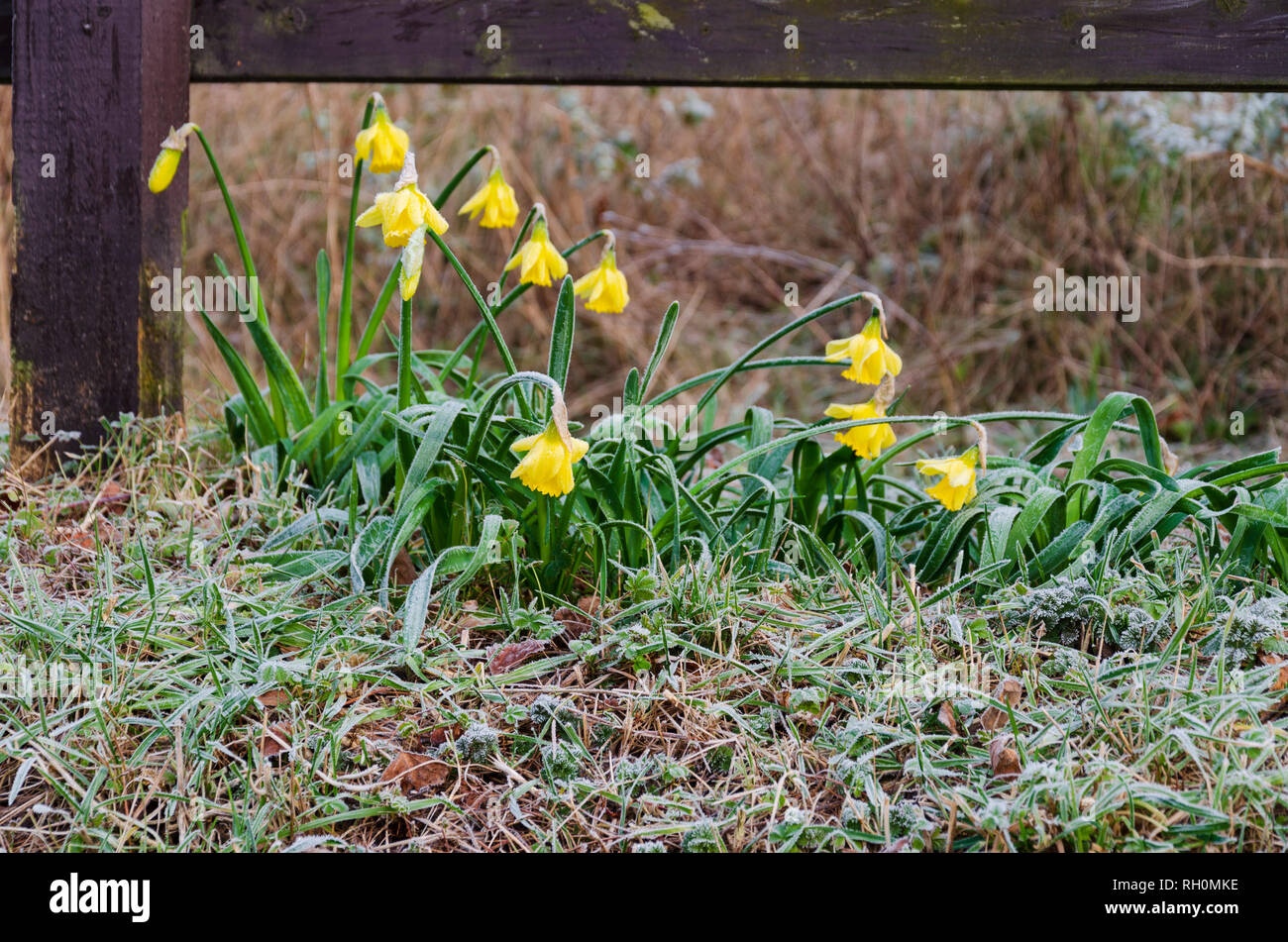 Daffodils Winter Cold Uk High Resolution Stock Photography and Images
