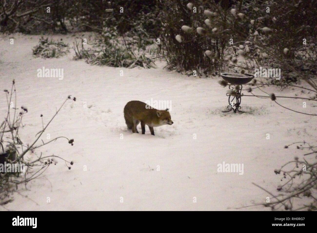 A Fox (vulpes vulpes) visits a garden tonights heavy snowfall reached East Sussex, UK. Stock Photo