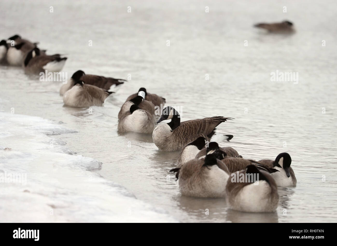Chicago, USA. 31st Jan, 2019. Geese are seen in Lake Michigan in Chicago, the United States, Jan. 31, 2019. Chicago, the biggest city in the U.S. Midwest, was struck by the polar vortex with the minimum temperature reaching minus 30 degrees Celsius in the city. Credit: Wang Ping/Xinhua/Alamy Live News Stock Photo
