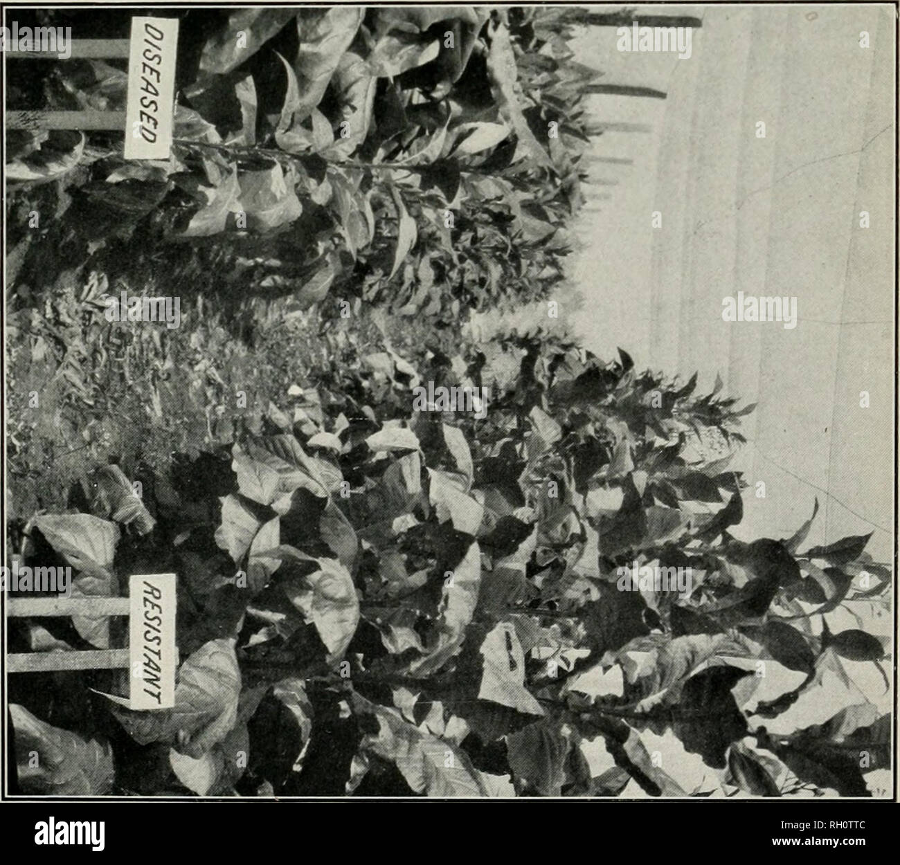 Page 3 1 4l High Resolution Stock Photography And Images Alamy