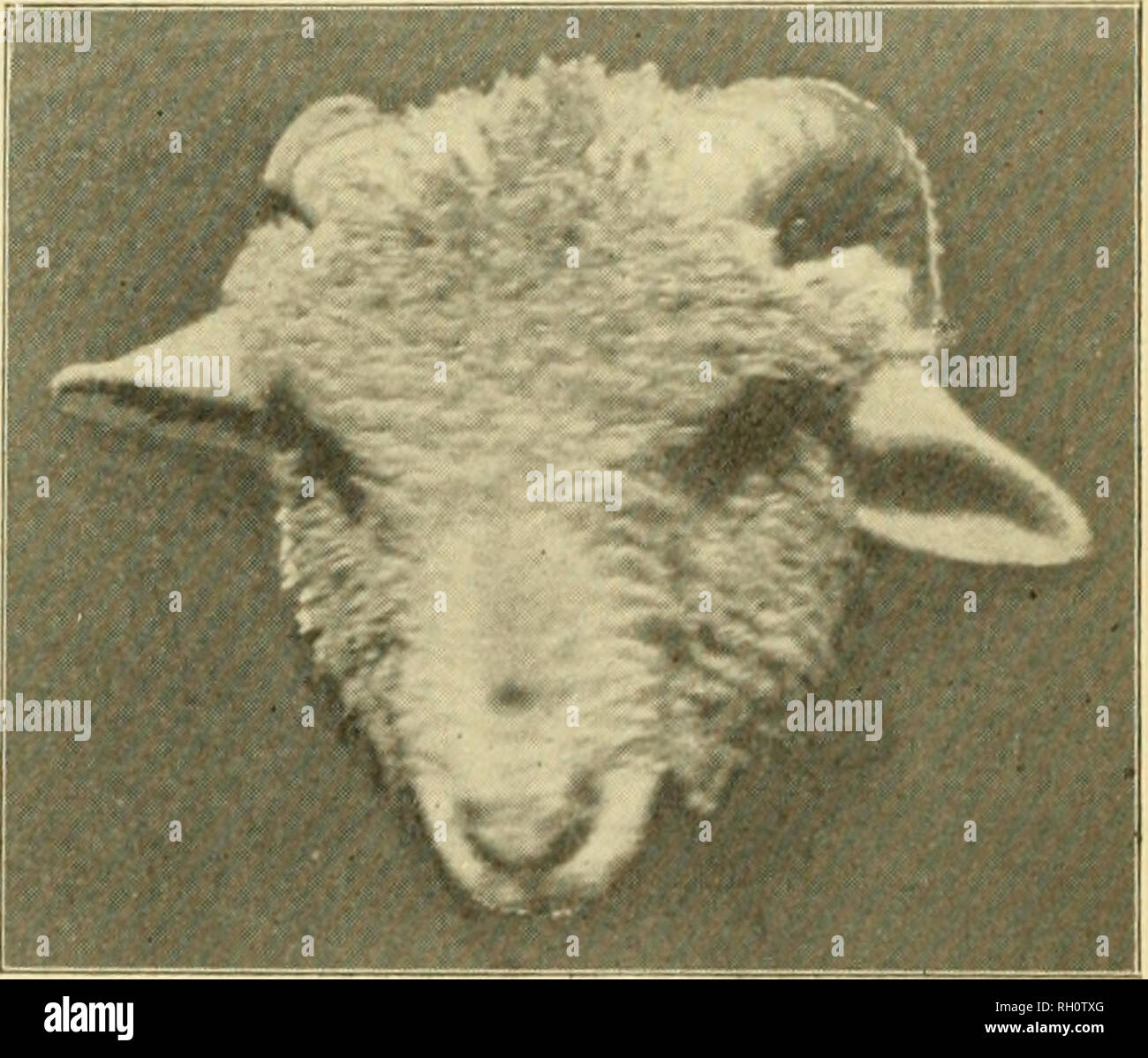 Bulletin Agriculture H X M0 F2 Ram No 333 1912 Jj Jjj O Jst J X Itlcjvss Sn X D F2 Ewe No 336 1912 D X Mc F2 Ewe No 354