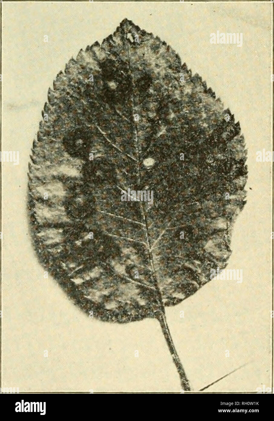 . Bulletin. Agriculture. Fig. 22.—Early stage of Leaf Spot. The cause of the leaf spot has occasioned no little difficulty. A number of fungi have been found to be present in the spots, but inoculation experiments have indi- cated that Sphoeropsis Malorum is probably the only one that is of importance in the production of the disease. Treatment. The fact that one fungus is responsible for three different forms of disease makes its destruction a matter of special importance and rather unusual difficulty. Spraying has been quite effective in controlling the leaf spot. In the summer of 1908 the p Stock Photo