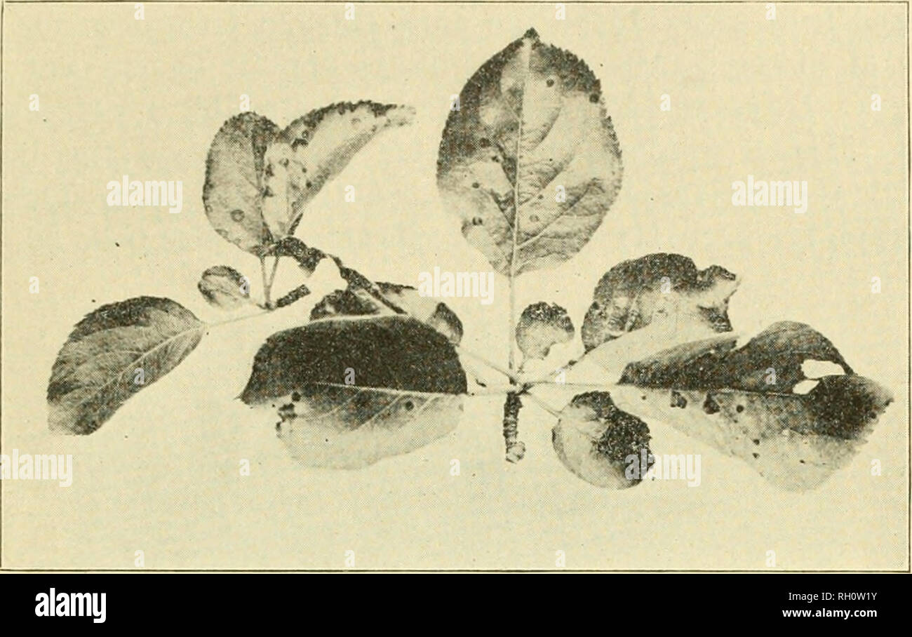 . Bulletin. Agriculture. Apr'l, 1912.] SOME APPLE DISEASES—TREATMENT. 19 and 25.) Trees thus robbed of their fohage from year to year must eventually become greatly impaired in their vigor.. Fig. 22.—Early stage of Leaf Spot. The cause of the leaf spot has occasioned no little difficulty. A number of fungi have been found to be present in the spots, but inoculation experiments have indi- cated that Sphoeropsis Malorum is probably the only one that is of importance in the production of the disease. Treatment. The fact that one fungus is responsible for three different forms of disease makes its Stock Photo