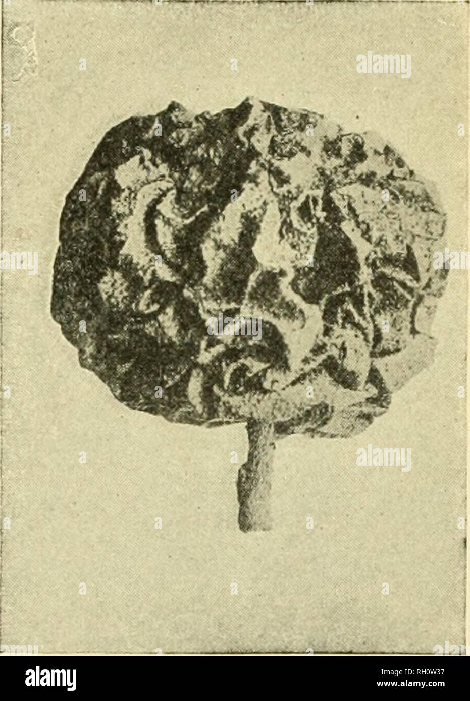 . Bulletin. Agriculture. April, 1912.] SOME APPLE DISEASES—TREATMENT. 17 BLACK ROT, CANKER AND LEAF SPOT. Sphoeropsis Malorum Berk. The three diseases given above have been found to be due to a single fungus, ^'Sphoeropsis Malorum.&quot; The black rot of the apple is very common in New Hampshire. It is dark brown or black in color and the affected tissue comparatively firm. It is thus readily distinguished from the soft rots. It may start on any part of the fruit, but often begins at the blossom and fre- quently follows insect stings. The disease is primarily a rot of ripe fruit, but it may of Stock Photo