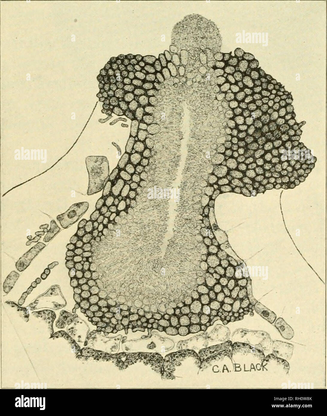 . Bulletin. Agriculture. Fig. 9.—A section corky cells beneath. Fig. 10. A pycnidium of Phoma Pomi. The escaping spores may be seen above. thru a Fruit Spot. The the epidermis are shown above, while below are seen the brown and with- ered cells produced :n the later development of the spot. The fungus can be seen in the pocket in the center. colored. (Frontis- piece.) Numerous black specks ap- pear, sometimes causing the center of the spot to have an almost uniformly black appearance (Fig. 8). The tissue beneath the spot is rendered brown and corky to a depth of several cells (Fig. 9). Cold st Stock Photo