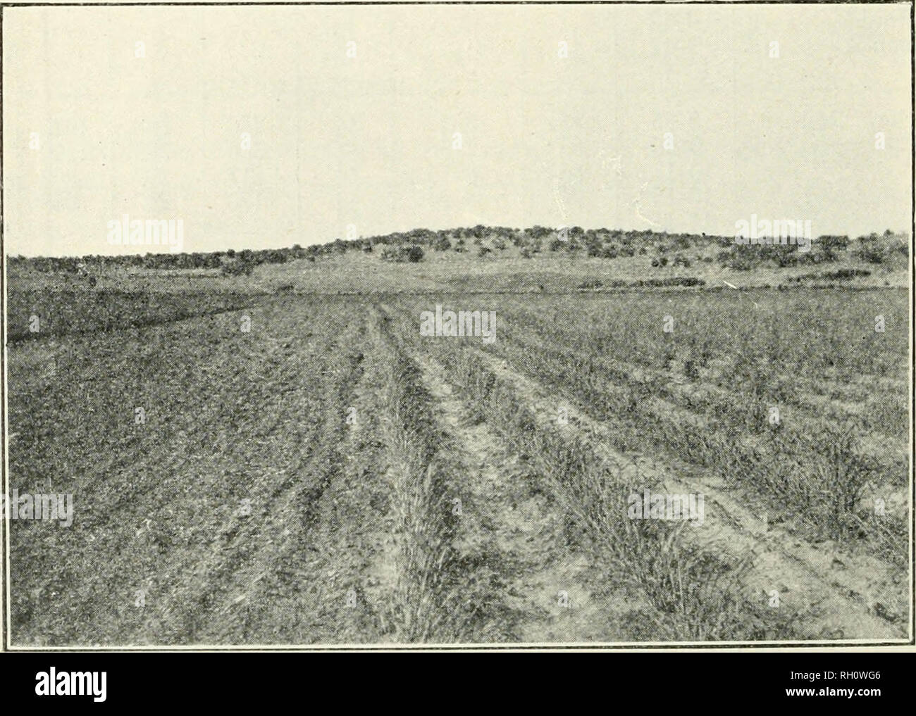 . Bulletin. Agriculture; Agriculture -- Arizona. Fig. 22.—Turkey Red wheat, Snowflake Dry-farm, June 22. 1915.. Fig. 23.—Winter wheat, Snowflake Dry-farm, June 22, 1915. Plot on rierht seeded in September; plot on left seedtd in November and winter killed. Please note that these images are extracted from scanned page images that may have been digitally enhanced for readability - coloration and appearance of these illustrations may not perfectly resemble the original work.. University of Arizona. Agricultural Experiment Station. Tucson : Agricultural Experiment Station, University of Arizona Stock Photo