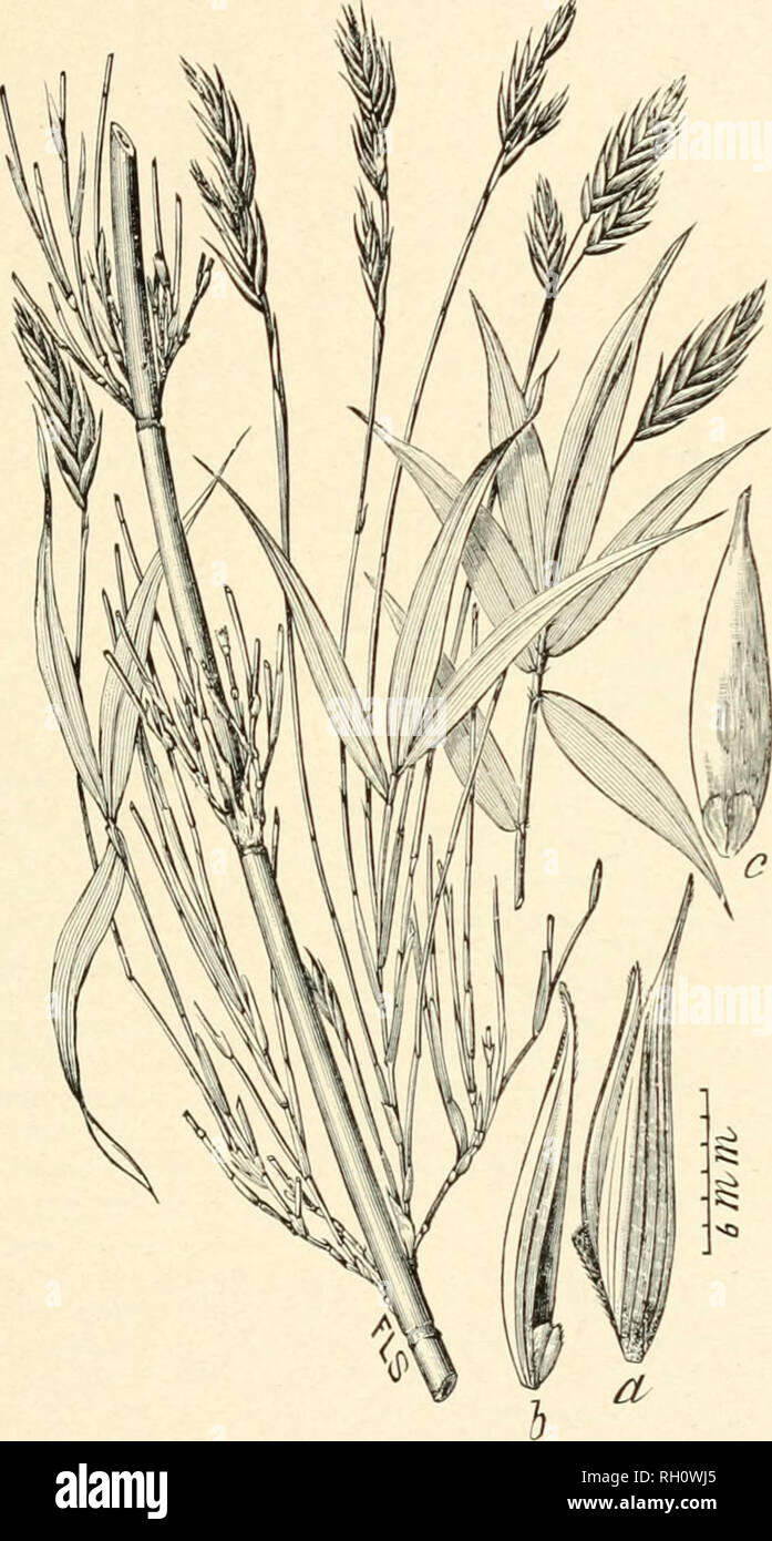 . Bulletin. Gramineae -- United States; Forage plants -- United States. 331. Fig. 627. Arundinaria macrosperma Michx. Flor. Kor. Am. 1: 74. 1803. Cane.—A stout, woody, almost arborescent grass 45 to 90 dm. high, with lanceolate leaves and lateral panicles com- posed of a few simple racemes. Spikelets 25 to 45 cm. long, 5- to 9-tlowered,witli short empty glumes and lanceolate, short-awned, flowering glumes about 16 mm. long.—North Carolina to Florida and westward to Texas.. Please note that these images are extracted from scanned page images that may have been digitally enhanced for readability Stock Photo