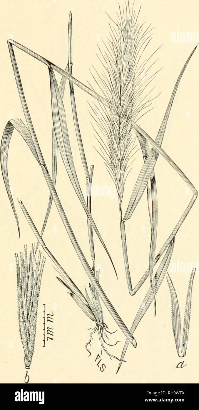 . Bulletin. Gramineae -- United States; Forage plants -- United States. 317. Fig. 613. Elymus robustus Scribu. &amp;. Bmitb. U. S. Dept. Agr., Div. Agios. Bull. 4 : 37. 1897. Gkeat Lyme-grass.—A stout, leafy peieuuial 9 to 18 dm. high, with thick, terminal, long-bearded spikes 10 to 14 cm. long. Spikelets 3- to 4-tiowered, with linear- subulate empty glumes and scabrous or pubescent flowering glumes. Awns spreading 3 to 4 cm. long.—Rich moist soil, Illinois, and Montana to Kansas and New Mexico. June-September.. Please note that these images are extracted from scanned page images that may have Stock Photo