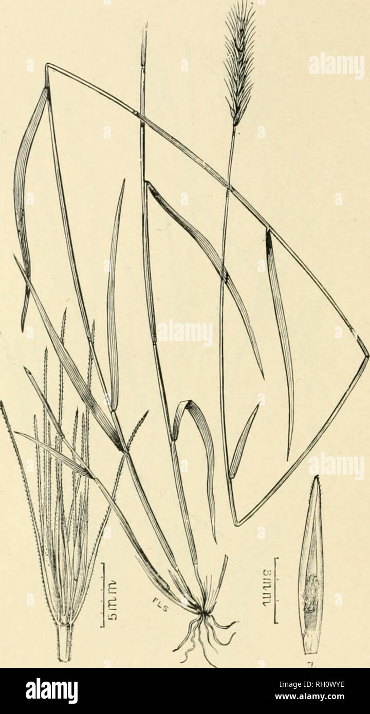 . Bulletin. Gramineae -- United States; Forage plants -- United States. 312. a — -0 Fig. 608. Hordeum montanense Scribn. in Boal Grasses N. Am. 2 : 6t4. 18'.)6. Montana Uahley.—An ort'Ct, leafy biennial or perennial G to 9 dm. high, with Hiiiootli culms, scabrous leaves and bearded spikes 4 to 6 cm. long. Empty glumes linear- lanceolate. 12 to 20 mm. Ion*:;, inelmling the slender, scabrous awns. The central spikclet of each group usually 2-flovered. First flowering glume about 10 mm. long, awned. Awn 16 to 18 mm. long. Lateral spikelets 2-flowered, florets nearly sessile.— Moist thickets, Mon Stock Photo