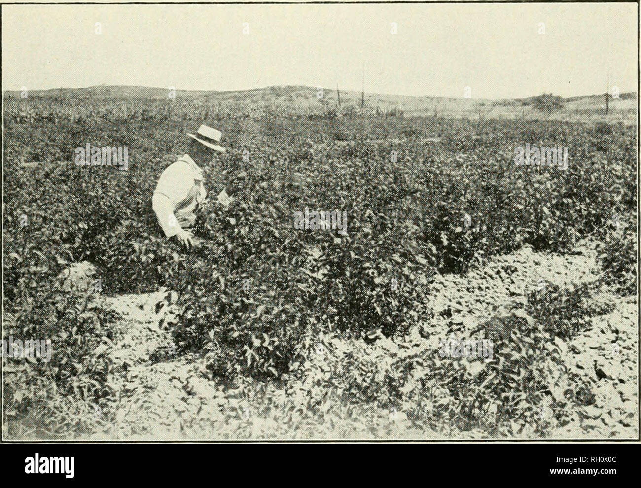 . Bulletin. Agriculture; Agriculture -- Arizona. Arizona AcricuIvTural Experiment Station 423 TABI,E IV. YIELDS OF POT.TOI-.S ON PRESCOTT DRY EARM, 1917 Variety Peerless Rural New Yorker. H i( II Early Rose White Rose Russet Burbank. . Date planted Y'ield per acre May 1 3.623 Ihs. •• 1 2,581 •• May 1 920 •• a 2.259 •' May 1 4,122 •• &quot; 2,720 •• Mav 1 1,817 •• &quot; 4,011 &quot; Mav 1 1.495 •• •' 1,309 ••. Fig. 11.—Potatoes. Prescott Dry Farm. SWEET CLOVER Trial plantings of White sweet clover {Mclilotits alba) were made late in May and late in July. A fair stand was obtained, but the gro Stock Photo