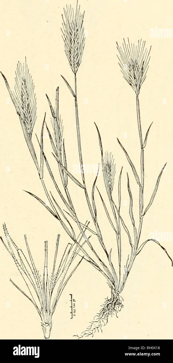 . Bulletin. Gramineae -- United States; Forage plants -- United States. 309. Fig. 605. Hordeum murinum Linu. Sp. PI. 85. 1753. Wall Barley.—A rather stout, c;espitose annual, 3 to 6 dm. high, with short, tiat leaves, inflated sheaths, and compressed spikes 5 to 10 cm. long. Spikelets, including the awns, 4 cm. long, the glumes of the middle spikelet lanceolate and conspicuously ciliate ou the margins.—On ballast New York, New Jersey, and Delaware, and alona: the Pacific coast from British Columbia to southern Call- fornia. [Europe.] April-July.. Please note that these images are extracted from Stock Photo