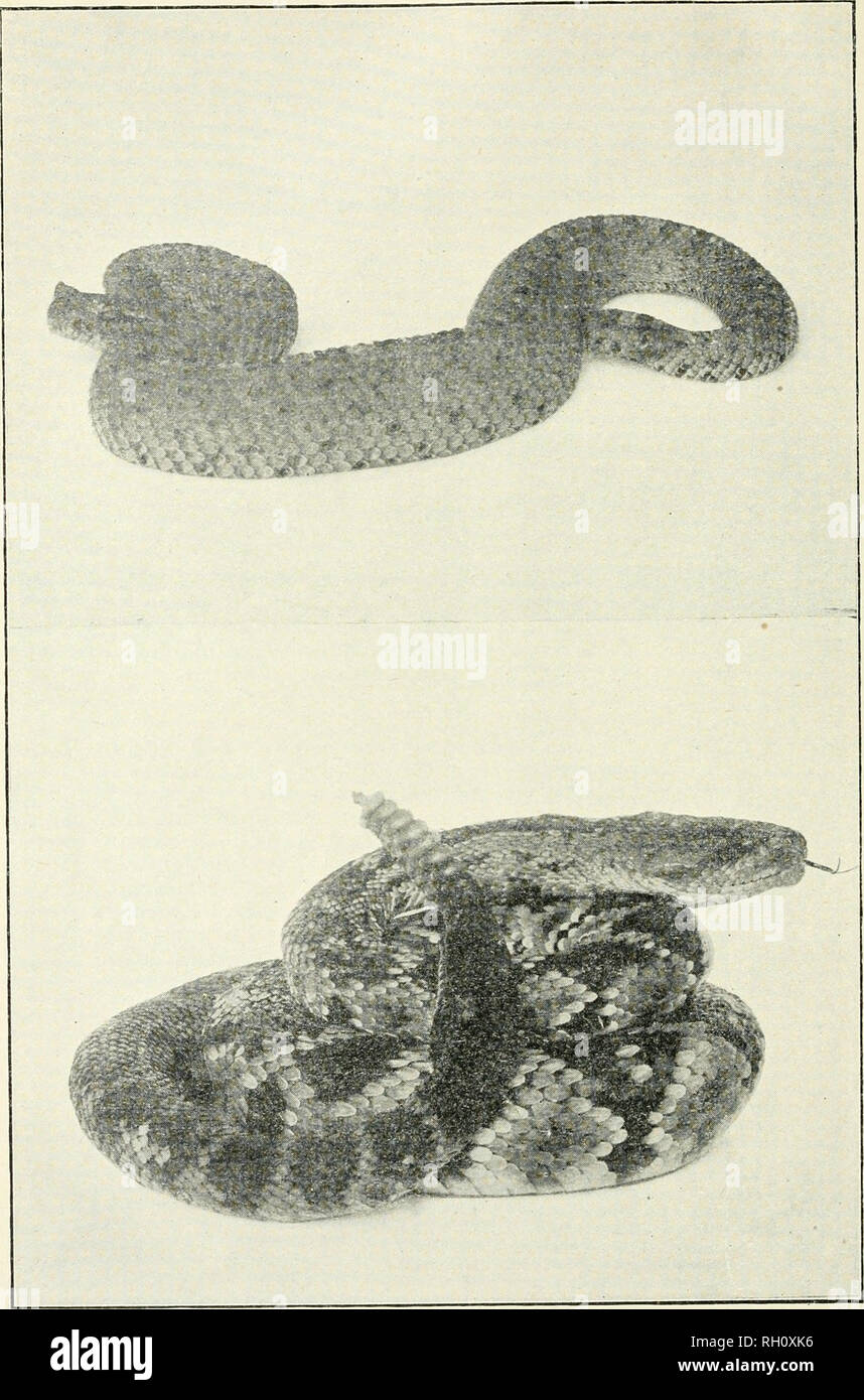 . Bulletin. Agriculture; Agriculture -- Arizona. I'iale 1.—Upper, Horned Rattlesnake, or &quot;sidewinder.&quot; (Crutaliis cerastes). Lower, Black-tailed Rattlesnake. (Croialus molossus). Photograph.s by Dr. J. Van Denburgh, California Academ&gt;- of Sciences, San Francisco, Cal.. Please note that these images are extracted from scanned page images that may have been digitally enhanced for readability - coloration and appearance of these illustrations may not perfectly resemble the original work.. University of Arizona. Agricultural Experiment Station. Tucson : Agricultural Experiment Station Stock Photo