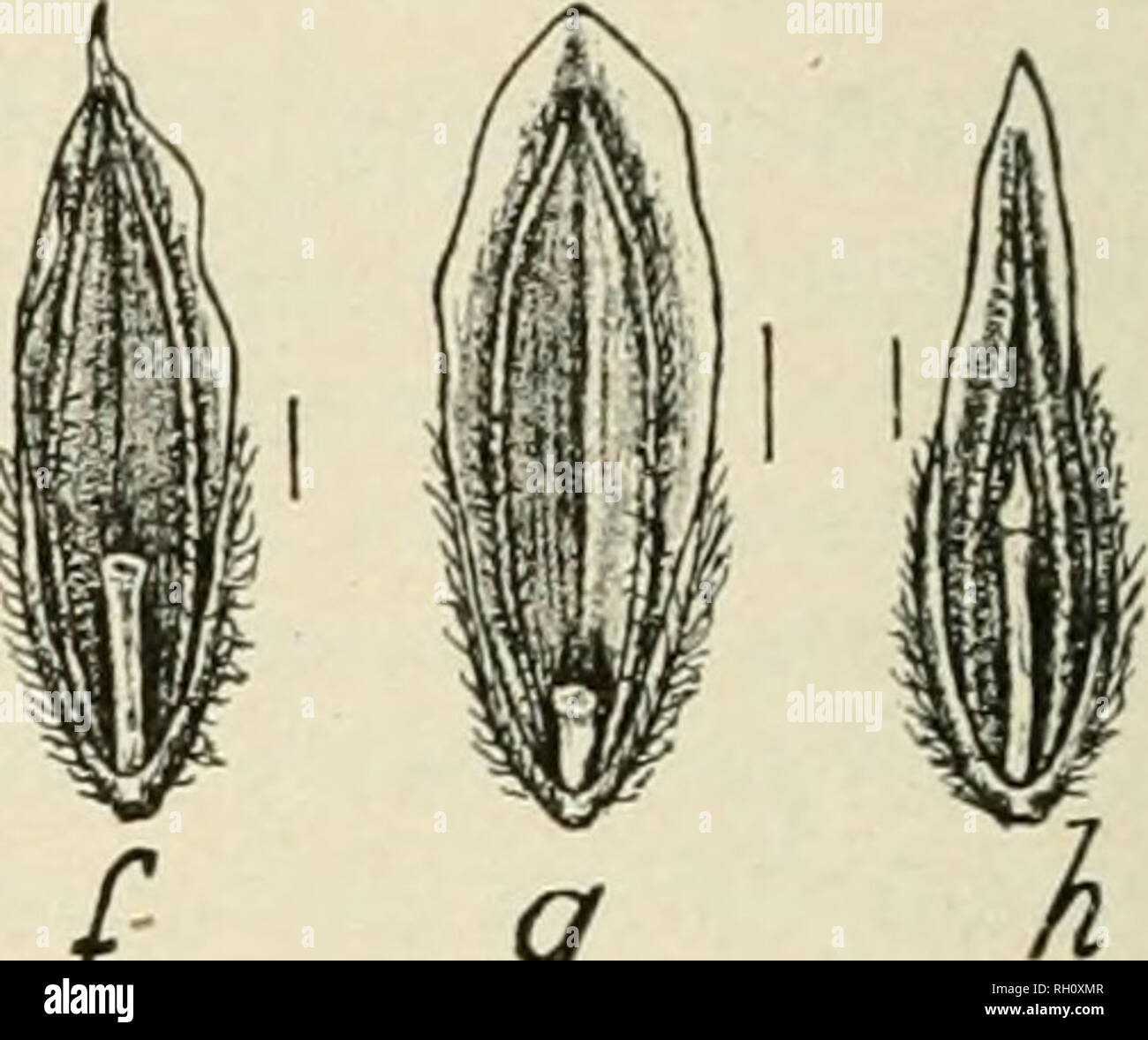 . Bulletin. Agriculture. / y Fig. 12.—Seeds f&gt;f alpine meadow grass (Poa alpina): a and b, back views; r-e, side views; /-/(, front views; h, a terminal floret. The seed of Poa alpina is not on the market and is not likel}^ to be found in commercial seeds. Individual seeds of I aljjina closely resemble those of P. annua^ but are.to be distinguished b}^ the indis- tinct intermediate veins of the olume, the variable rachilla segment, and especially by the keels of the palea, which are slenderer, not arched, less pubescent, and strictly hispid-ciliate above. The plant is alpine and occurs in  Stock Photo