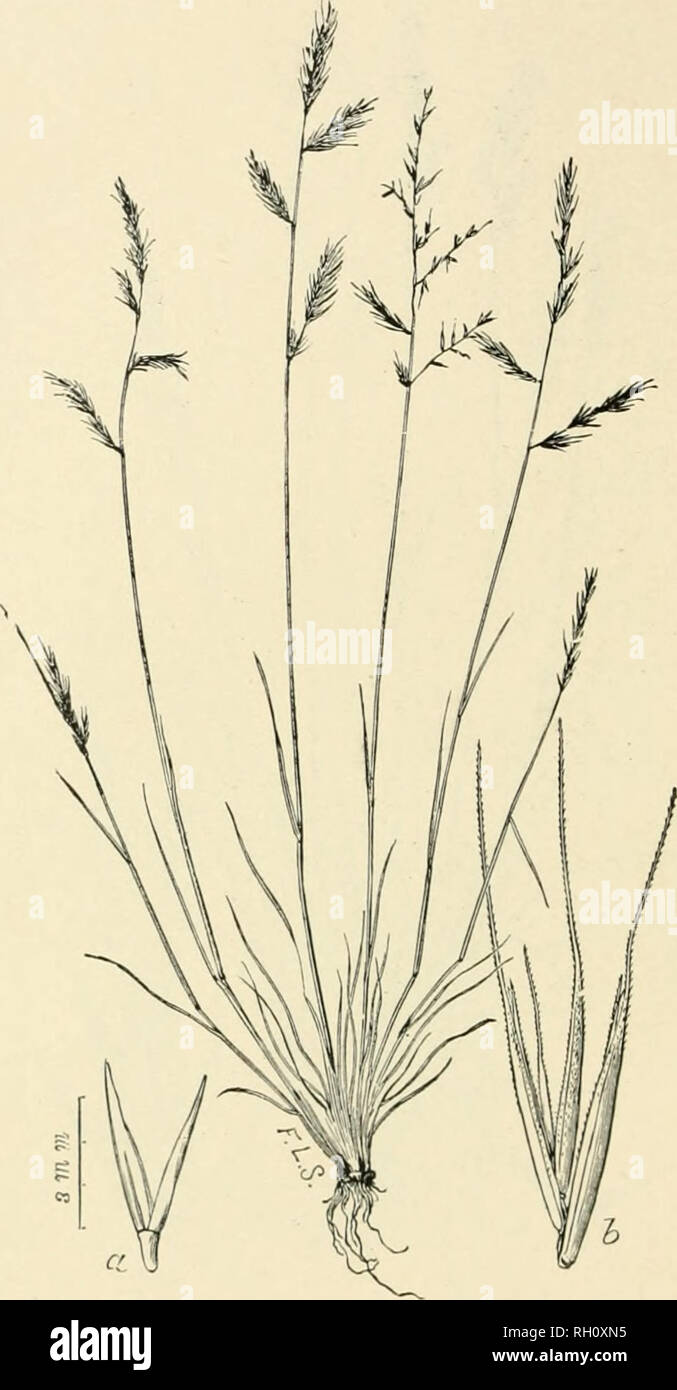 . Bulletin. Gramineae -- United States; Forage plants -- United States. 282. Fig. 578. Festuca microstachys Nutt. Jouni. Acad. (n. ser.) 1:187. 1848; Vasey 111. N. Am. Grasses, 2:91.) Smali.-toi'Peu Fkscuk.—A slender, c:i-spitosc annual 1 to i dm. hif^h, with nar- row, filiform leaves and simple, racemose or spike-like panicles 2 to 10 cm. long. Spikelets 1- to 5-flowered with nearly equal empty glumes and awned flowering glumes 4 to 0 mm. long; awu 6 to 10 mm. long.—Utah, Nevada, and Idaho to Vancouver Island, southward to Arizona and southern California. April- .June.. Please note that these Stock Photo