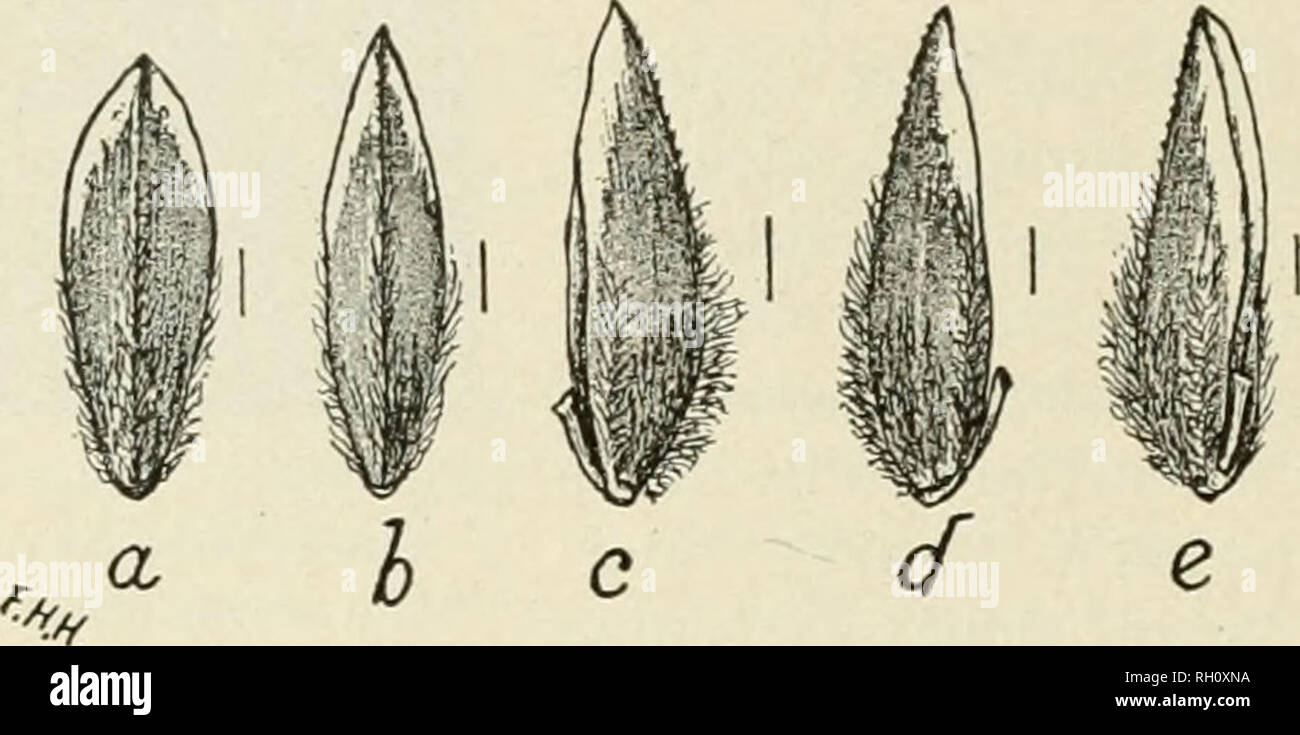 . Bulletin. Agriculture. 30 THE SEEDS OF THE BLUEGRASSES. inflistinct or evident only below the middle; keel and marginal veins silky pubescent below the middle or higher on the keel, which is hispid at the apex; surface between the marginal veins and keel appressed pubescent at the base; web wanting; palea nearly or quite equal to the glume, its keels not arched as in Poa annua, slightly silky pubescent below the middle and hispid-ciliate above; rachilla segment glabrous, varying from no longer than wide to one-third the length of the glume; aborted floret of the sterile rachilla segment minu Stock Photo