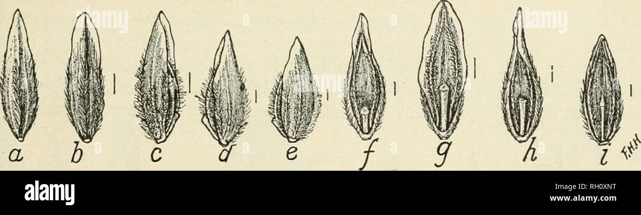 . Bulletin. Agriculture. Texas bluegrass seed in commerce is unrubbed, and as the silky pubescence and web are very persistent they are always present. The hairs are so long and copious that the seeds cling in loosely matted, woolly bunches, and thus are easily distinguished from all the other commercial Poas. (Fig. 10.) Poa annua L. ANNUAL MEADOW GRASS. Spikelets 3-5 flowered; florets l|-3 mm. long, ovate or ovate-lanceolate and relatively robust, strongly keeled and arched at the back, more or less densely pubescent, light brown or dark brown and often purplish or yellowish; margins of the g Stock Photo