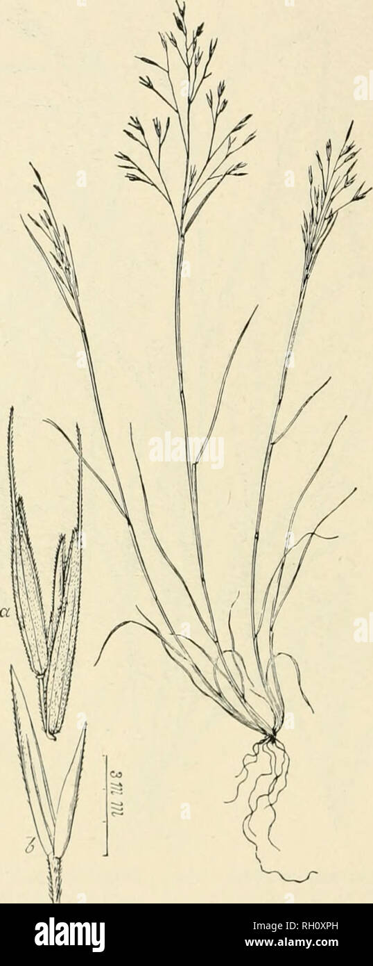 . Bulletin. Gramineae -- United States; Forage plants -- United States. 280. Fig. 576. Pesluca dasyclada Hackl. in Beal, Grasses N. Am. 2 : 602. 1896. 11 ackel's FKStTE.—A slender iierennial 2 to 1 dm. high, the culms often geniculate below, with smooth eheaths, nar- row leaves, and ovoid-]iyraiui(laI i)anicles7 to T 'rm long. Spike- lets usually 2-ilowered, about 7 nun. long, with aiutoempty glumes (6) and scabrous, short-awned flowering glumes (a) about 6 mm. long.—Southern California and (?) Utah.. Please note that these images are extracted from scanned page images that may have been digit Stock Photo