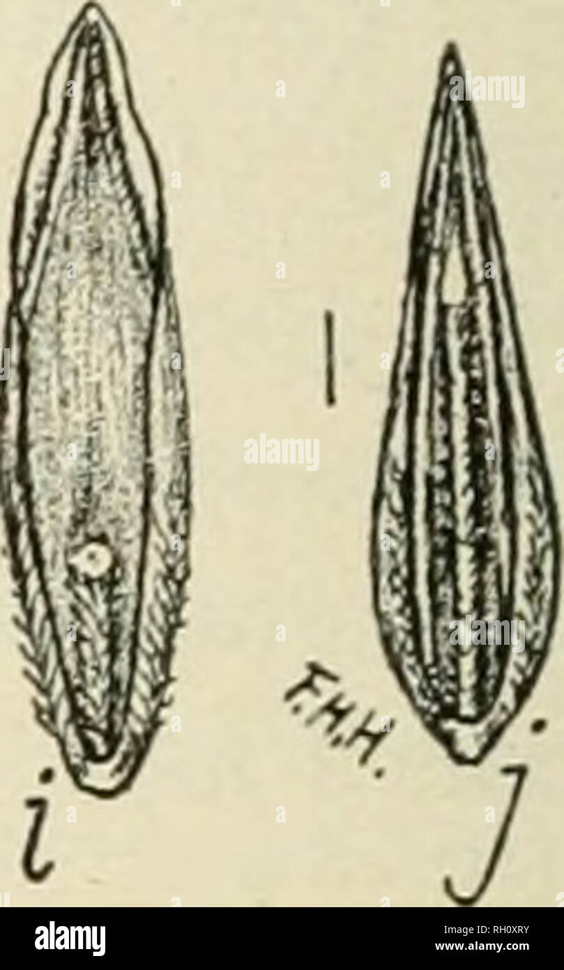 C Nemoralis High Resolution Stock Photography And Images Alamy C Nemoralis High Resolution Stock Photography And Images Alamy