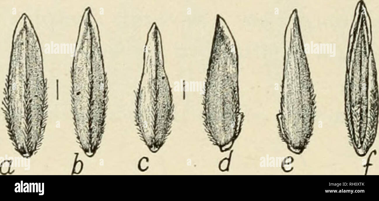 . Bulletin. Agriculture. 20 THE SEEDS OF THE BLUEGRASSES. Poa nemoralis L. WOOD MEADOW GRASS. Spikelets 2 or 3 flowered; florets 22-3 mm. long, lanceolate or ovate-lanceolate, mostly acute at the apex, light brown, sometimes yellowish tinged near the apex; glume rather broadly keeled and somewhat arched at the back; margins of the glume narrowly infolded quite to the apex or hyaline-edged and often flaring above the middle; intermediate veins very indistinct;&quot; keel and marginal veins silky pubescent below the middle; basal web slight; surface between the veins glabrous; palea nearly equal Stock Photo
