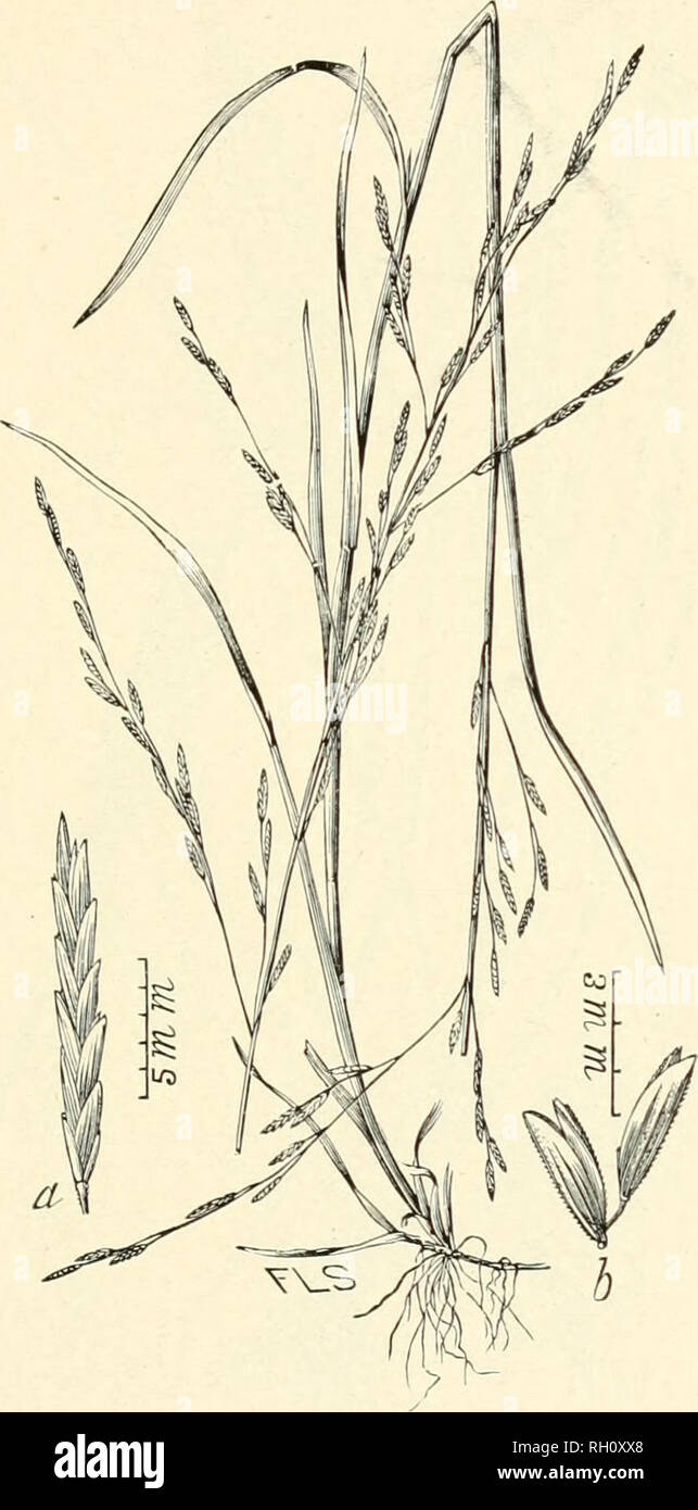 . Bulletin. Gramineae -- United States; Forage plants -- United States. 273. Fig. 569. PaniculariaborealisXash, Bull. Torr. Bot. Club, 24 : 348. 1897. Northern Manna-grass.âA rather slender, smooth perennial 4 to 15 dm. high, -with flat leaves and narrow panicles 12 to 40 cm. long. Spikelets (Â«) 10 to 18 mm. long, 7-to 13-flowered â with thin, unequal empty glumes, and obtuse flowering glumes which are hispidulous along the nerves and 4 to 5 mm. long.â Margins of streams and ponds, New England and New York west- ward to Washington and California. June-September. 1^819âNo. 17 18. Please note t Stock Photo