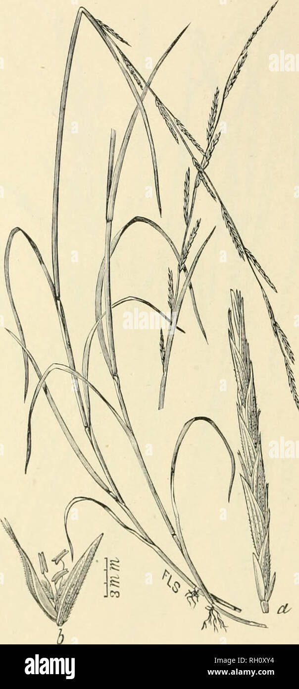 . Bulletin. Gramineae -- United States; Forage plants -- United States. 272. Fig. 508. Panicularia acutiflora (Ton.) Kiiutze. {ahjcerla acutijlora Ton: I'l. C. S. 1: 104. 1821.) Acutk-flowered Manna- grass.—A rather slender, glabroua perennial 3 to G dm. liigli, with ilat leaves and narrow, simple panicles 15 to 30 cm. long. Spike- lets (fl) narrow, 21 to 42 nnn. long, 5- to 12-llowered; empty glumes unequal, acnte; flowering glumes scabrous, acute, about 8 ram. long, exceeded by the long-acnminato paleas.—Wet soil auc&gt; in shallow water, Maine to Ohio, and southward to New Jersey and Tennes Stock Photo