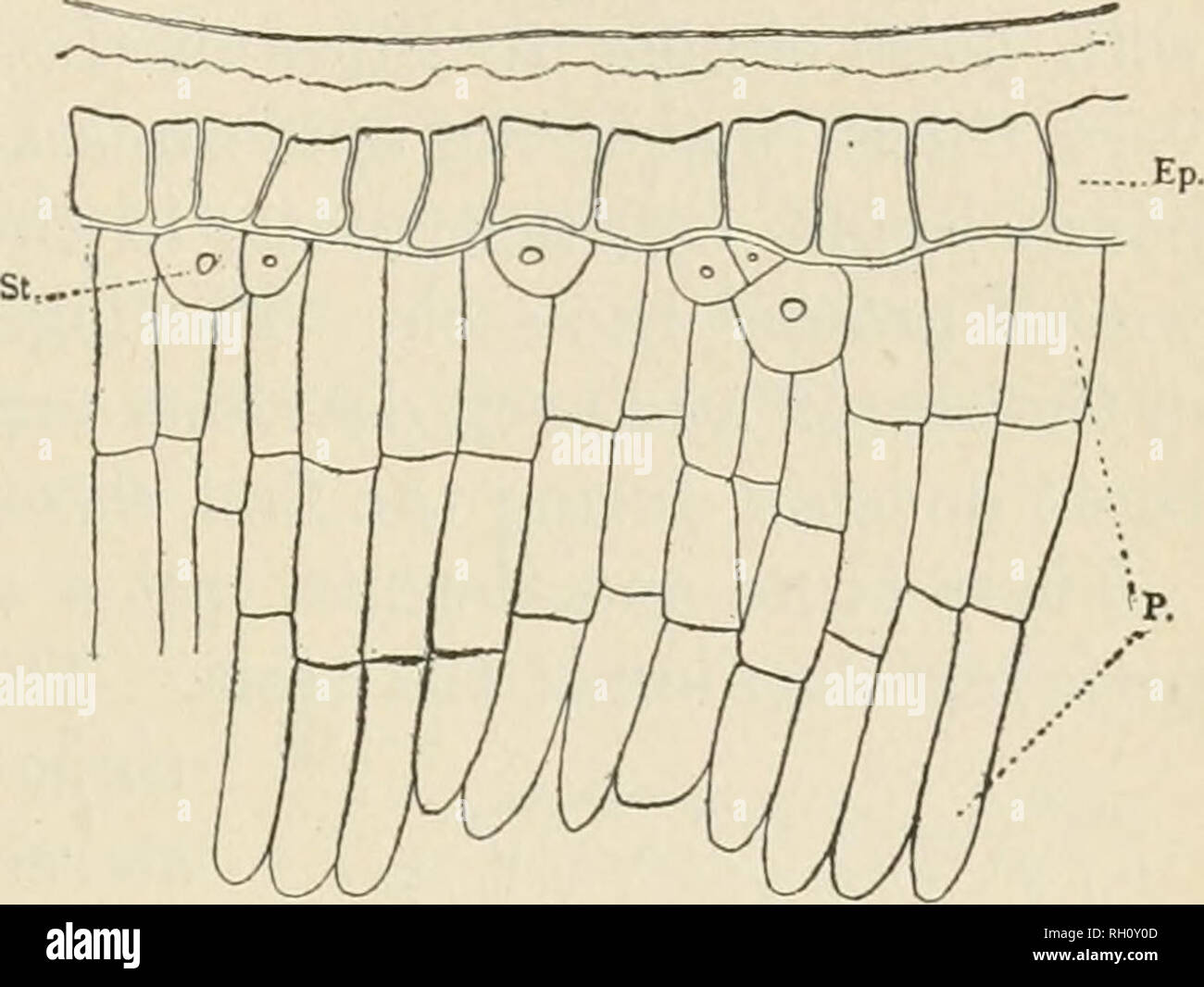 . Bulletin. Agriculture. LEAF AND STEM STRUCTUKE OF THE OLIVE. 51. Fig. 18.—Ventral face of an olive leaf, showing the thickened waUs of epidermal cells and palisade cells, (X 150.) numerous needle-shaped crystals of calcium oxalate, are of a very irregular shape and the intercellular spaces are very wide (fig. 19). The pneumatic tissue, like the palisade tissue, is broken at the midrib by hypodermal collenchyma. The stereome is thick walled and very unequally distributed. It occurs hypodermally (immediately beneath the epidermis) as single cells or a few cells together on both faces of the bl Stock Photo