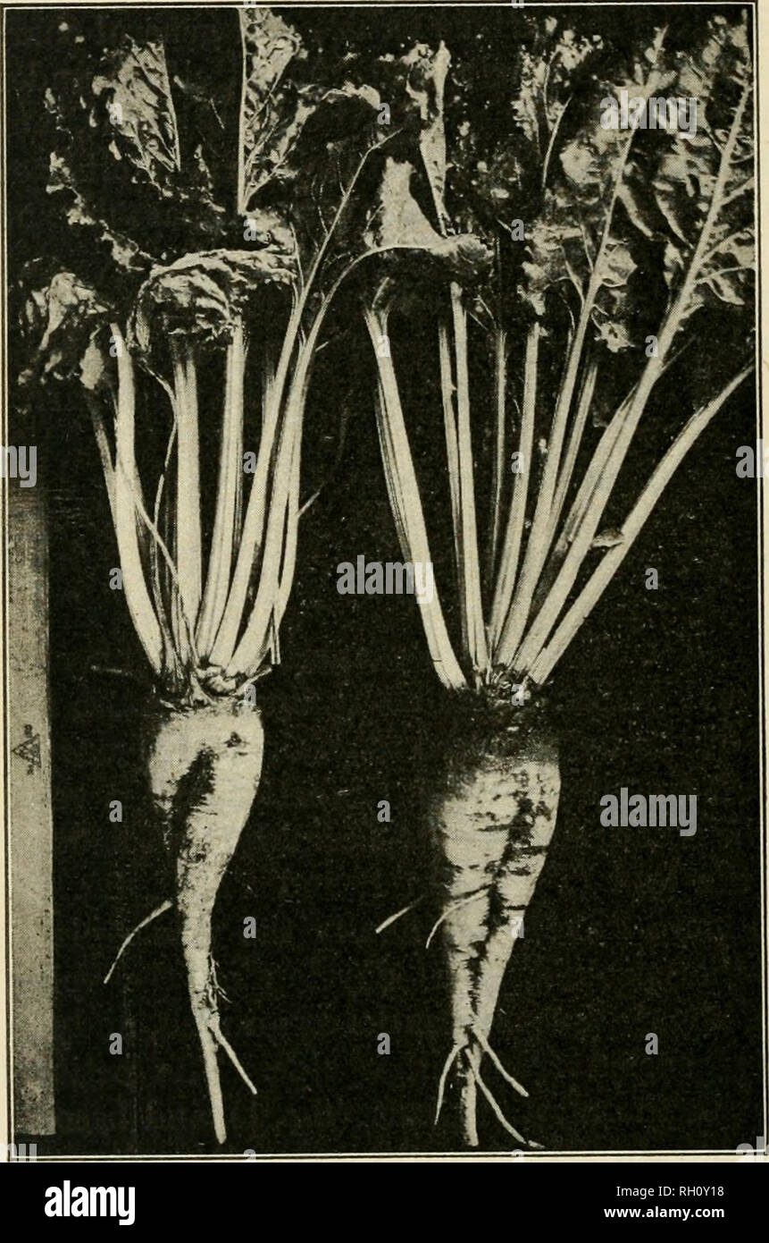 . Bulletin. Agriculture. 10 THE CURLY-TOP OF BEETS. together instead of opening out and spreading (PI. II, fig. 2, and PI. Ill, fig. 1). The foliage is generally of a dark, dull-green color and quite brittle, though thick and leathery in appearance. In severe cases, especially among young plants, the outer leaves soon become yellow, die, and turn brown; the inner whorls follow, until the entire plant is killed. The roots throw out dense masses of rootlets from the two spiral grooves; hence the names &quot; hairy-root&quot; and &quot; whiskered beets.&quot; (See PI. II, figs. 1 and 2.) The root Stock Photo