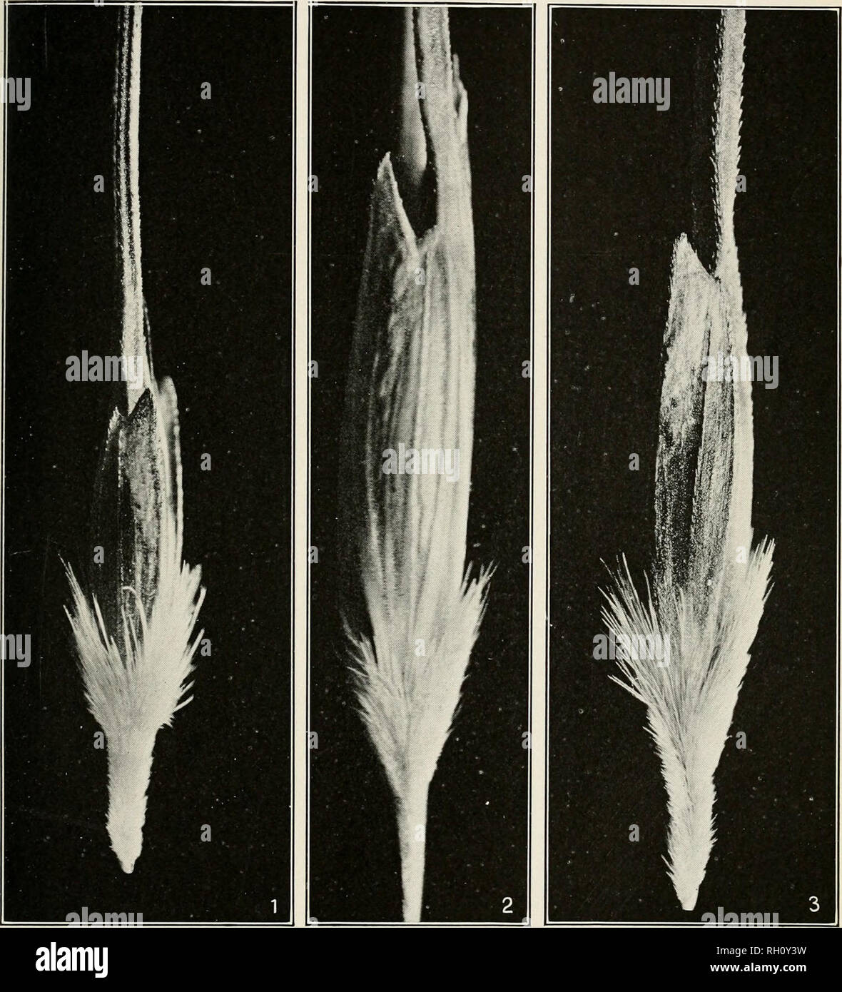 . Bulletin. Agriculture. Bui. 180, Bureau of Plant Industry, U. S. Dept. of Agriculture. Plate VIII.. Fig. 1.—Spikelet of Triticum monococcum, Showing the Characteristic Secondary Tooth of the Glume. Fig. 2.—Spikelet of Triticum dicoccum dicoccoides, Show- ing the Secondary Tooth, as in T. monococcum. Fig. 3.—Spikelet of Triticum DICOCCUM DICOCCOIDES, SHOWING THE ABSENCE OF THE SECONDARY TOOTH OF THE GLUME. (All enlarged 4 diameters.). Please note that these images are extracted from scanned page images that may have been digitally enhanced for readability - coloration and appearance of these  Stock Photo