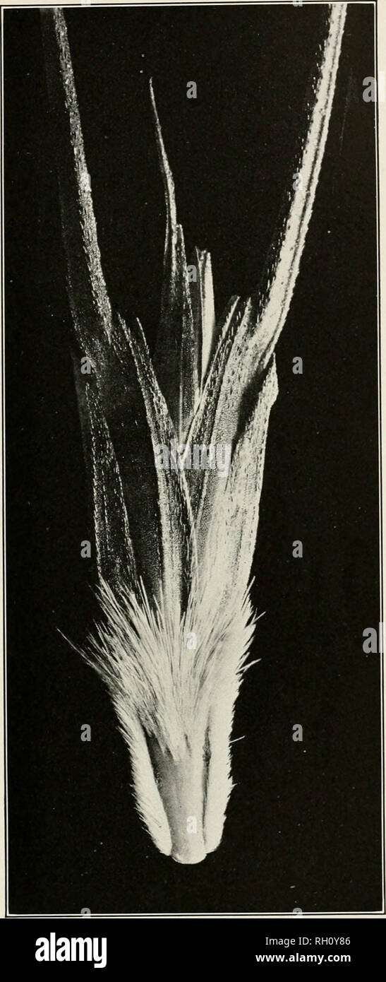 . Bulletin. Agriculture. Bui. 180, Bureau of Plant Industry, U. S. Dept. of Agriculture. PLATE. Lower Face of Single Spikelet of Triticum dicoccum dicoccoides. (Enlarged about 5 diameters.). Please note that these images are extracted from scanned page images that may have been digitally enhanced for readability - coloration and appearance of these illustrations may not perfectly resemble the original work.. United States. Bureau of Plant Industry. Washington : G. P. O. Stock Photo