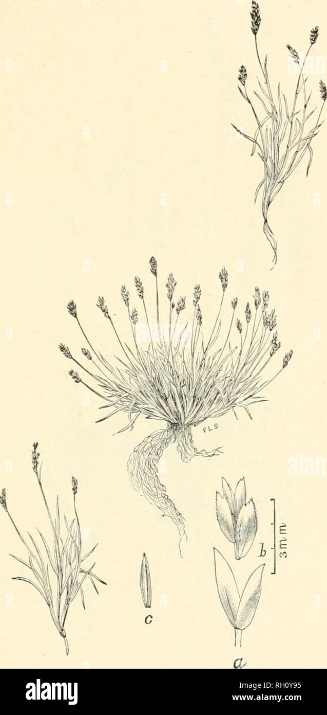 . Bulletin. Gramineae -- United States; Forage plants -- United States. 251. Fig. 547. Poa lettermani Vasey, Coutiib. Nat. Herb. 1 : 273. 1893. Letteuman's Blue-gras.s.—A densely tufted, low perennial 0.5 to 1 dm. high, with loose sheaths, short, flat leaves and oblong, rather densely-flowered panicles 1 to 2 cm. long. Spikelets 3 to 4 mm. long, with rather broad and nearly equal empty glumes (a) exceeding in length the adjacent flowering glumes, which are 2 to 3 mm. long, obscurely nerved, obtuse, and glabrous.—Summits of high mountains, Colorado. .July, August.. Please note that these images Stock Photo