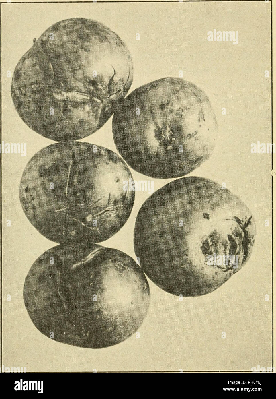 . Bulletin. Agriculture -- New Hampshire. 268 SEVENTEENTH AND EIGHTEENTH elled and distorted, eventually dropping off. The fungus also attacks the stems of apples, sometimes causing the young. Fig. 11. Apples affected with scab fungus (photo by Lamson). fruit to shrivel and fall. But the most serious effects of this parasite are found on the fruit. Here the fungus pro- duces olive-black spots, which in their late stages have a narrow margin of light gray. When the scab spots are abundant the fruit is often dwarfed, cracked and deformed;. Please note that these images are extracted from scanned Stock Photo