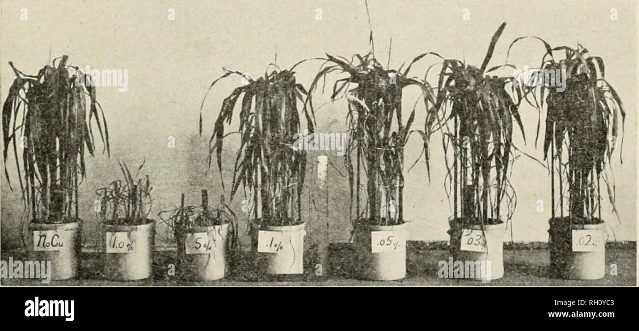 . Bulletin. Agriculture; Agriculture -- Arizona. Cultural Experiments 183 Copper Carbonate Series (1908), Corn Sample No. Culture Cu in soil, per cent Appear- ance and height of plants Normal Dry matter, grams Cu found, grams Cu p.p.m. roots 3992 Corn Check* 43 in. 7.48 .00058 78.00 3993 Corn .01 41 2.35 .00049 209.00 3994 Corn .015 35 4.07 .00171 420.00 3995 Corn .02 41 5.31 .00397 748.00 Toxic effects begin at about .023% Cu in soil Stunted 3996 Corn .025 33 in. 4.81 .00245 509.00 3997 Corn .05 15 .31 .00023 742.00 3998 Corn .10 22 3.62 .00651 1798.00 4000 Corn .20 20 1.99 .00444 2231.00 * C Stock Photo