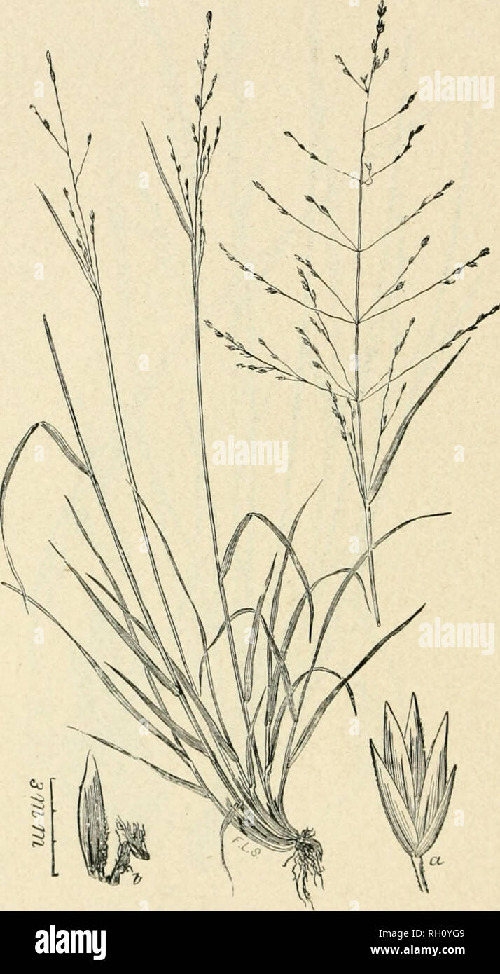 Bulletin. Gramineae -- United States; Forage plants -- United